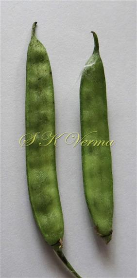  Fruits